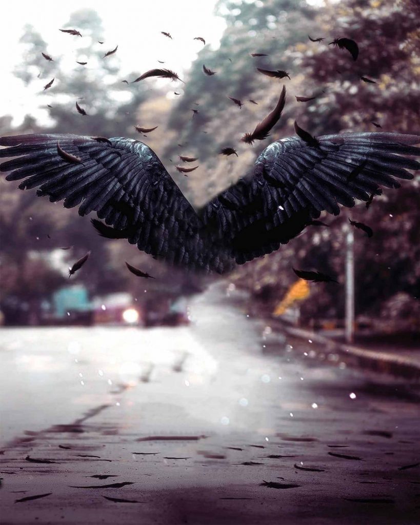 Black Wings Photo Editing CB Background Free Stock