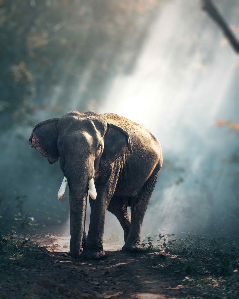 Jungle Elephant Blur CB Background 