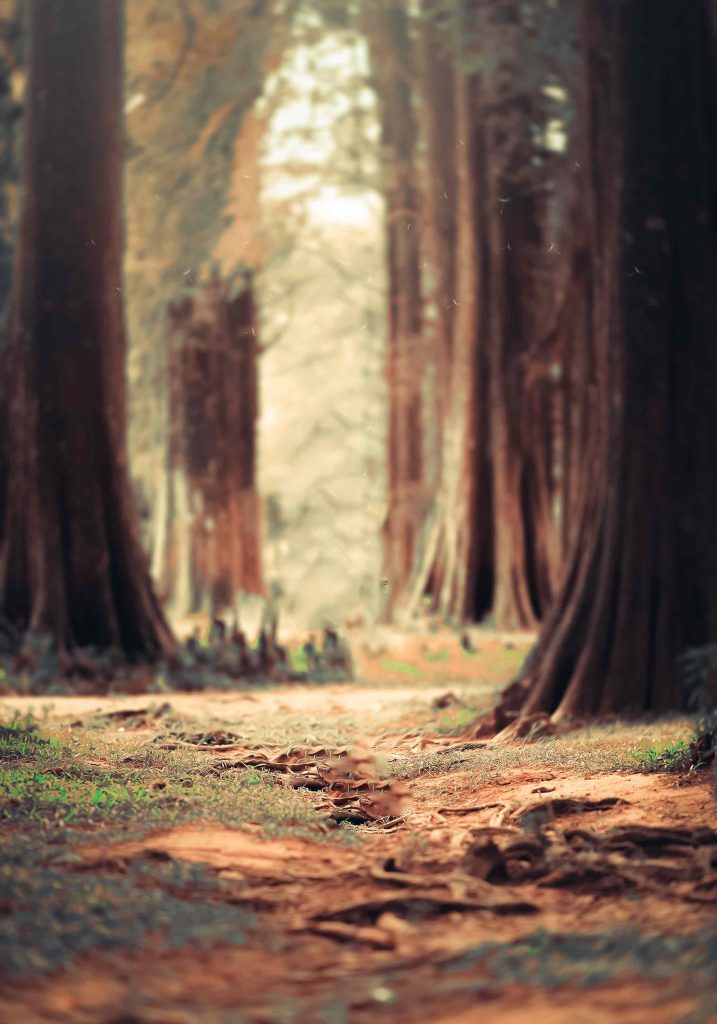 Forest Blur CB Background Free Stock Image