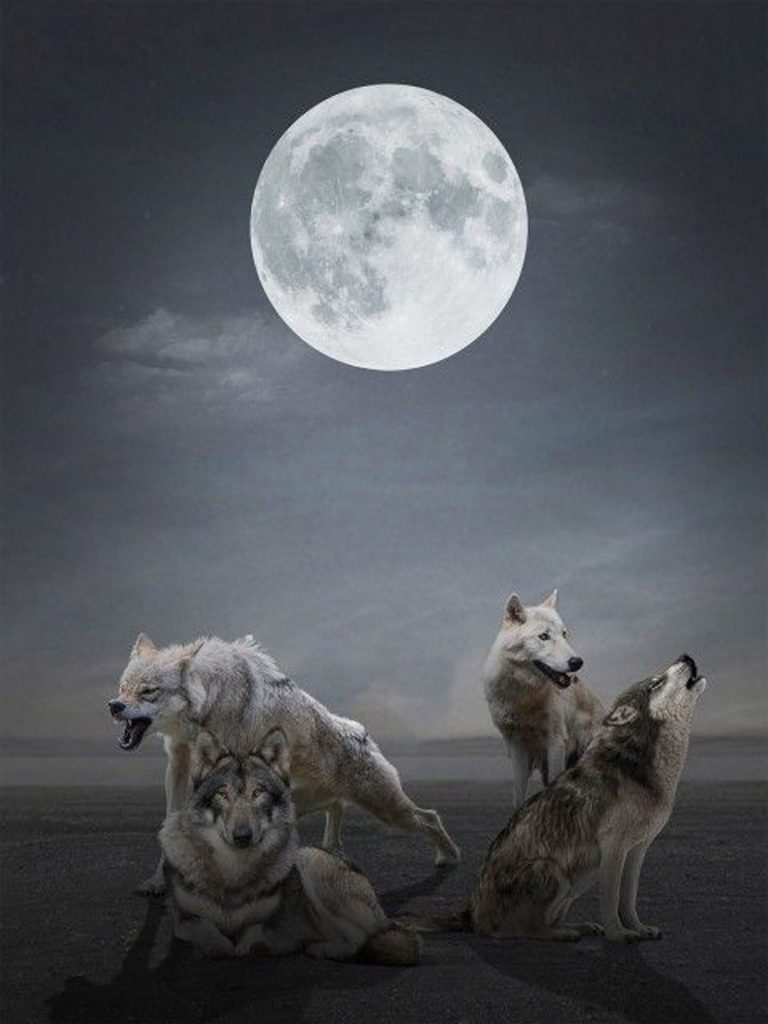 Night Fox Blur PicsArt Background Free Stock Image