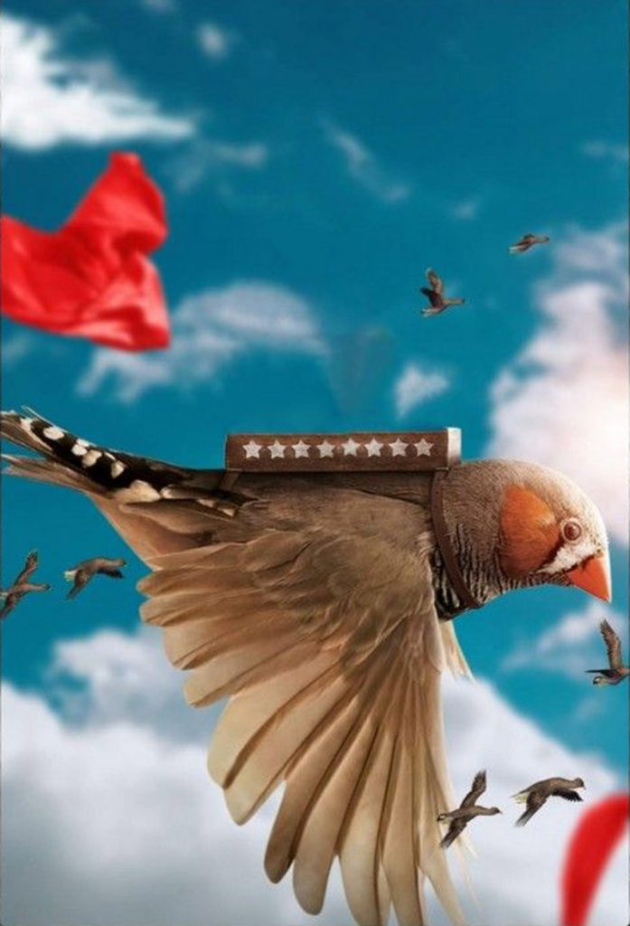 Creative the big Bird PicsArt Background Free Stock Image