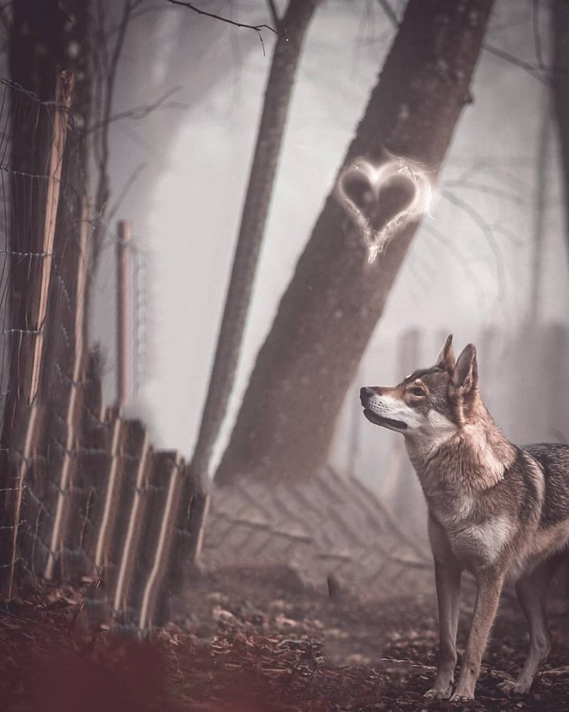 Fox With Blur PicsArt Background Free Stock Image 