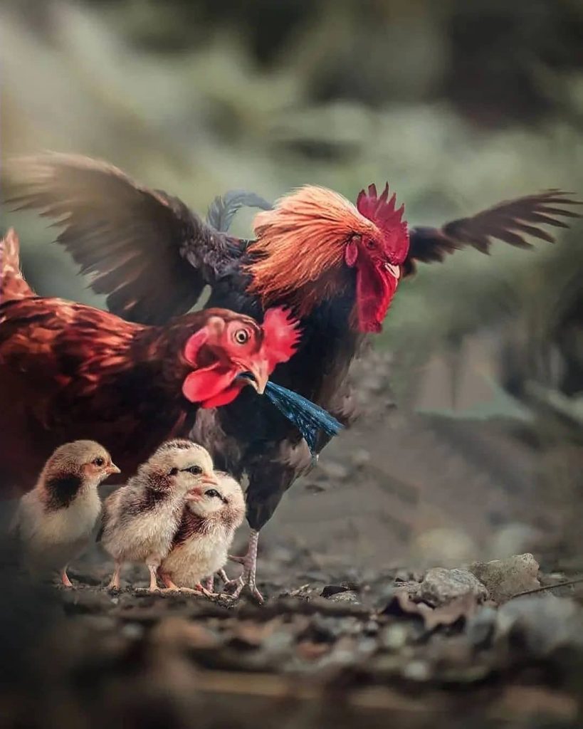 Rooster Blur PicsArt Background Free Stock Image