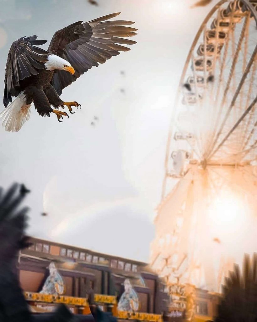 the Eagle Blur PicsArt Background Free Stock Image 