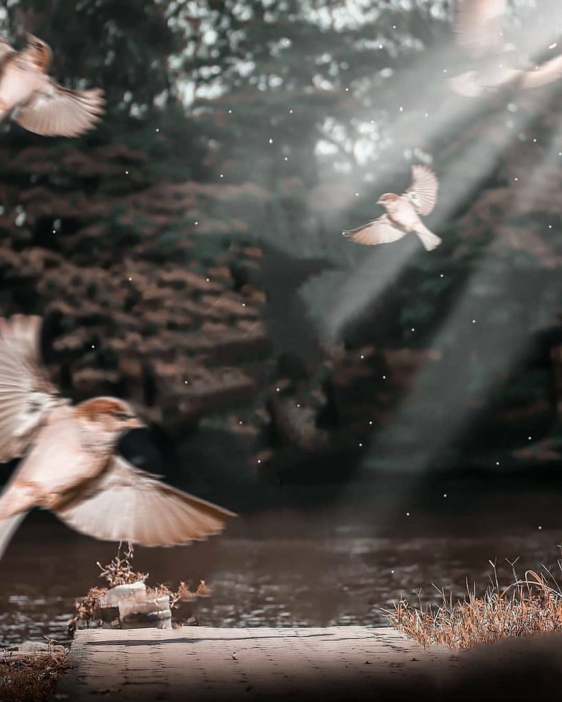 Flying Birds Foggy Blur PicsArt Background Free Stock Image