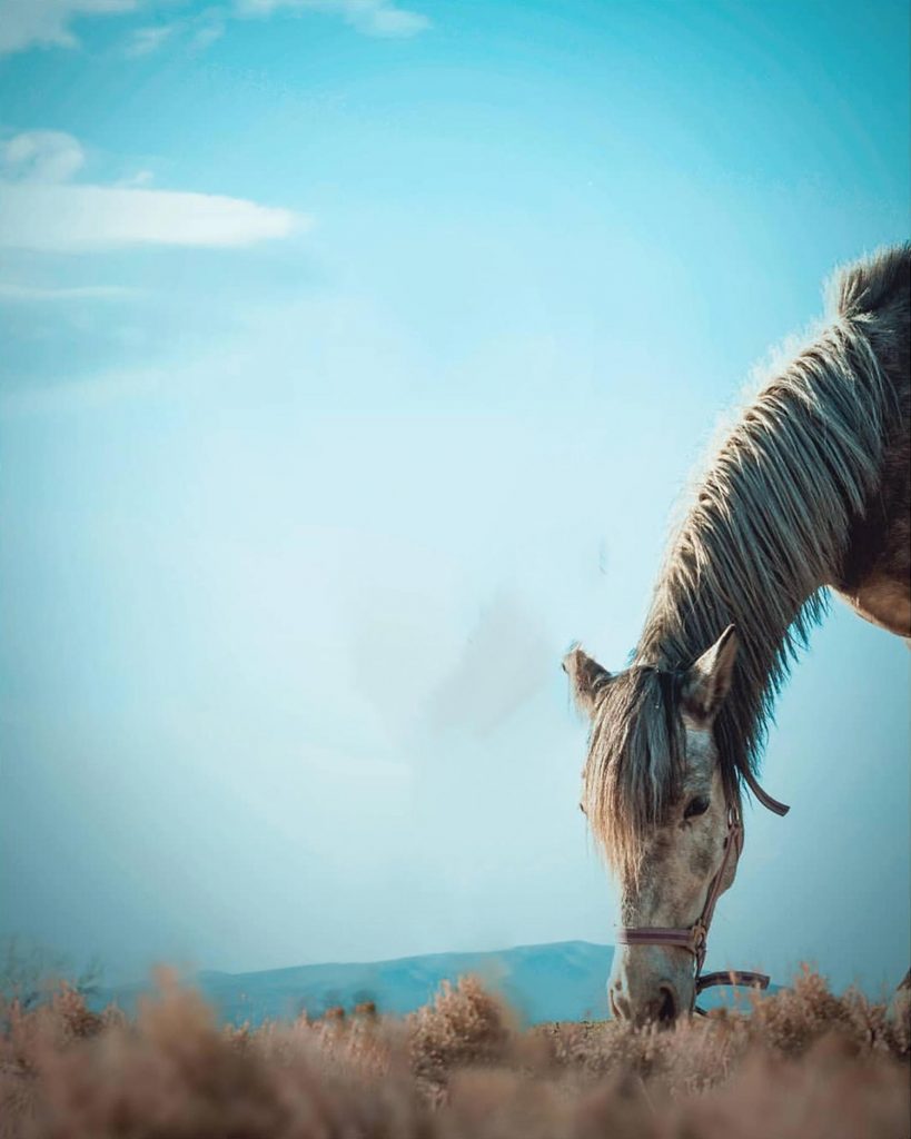 Blur Sky Beautiful Horse Snapseed Background Stock Image