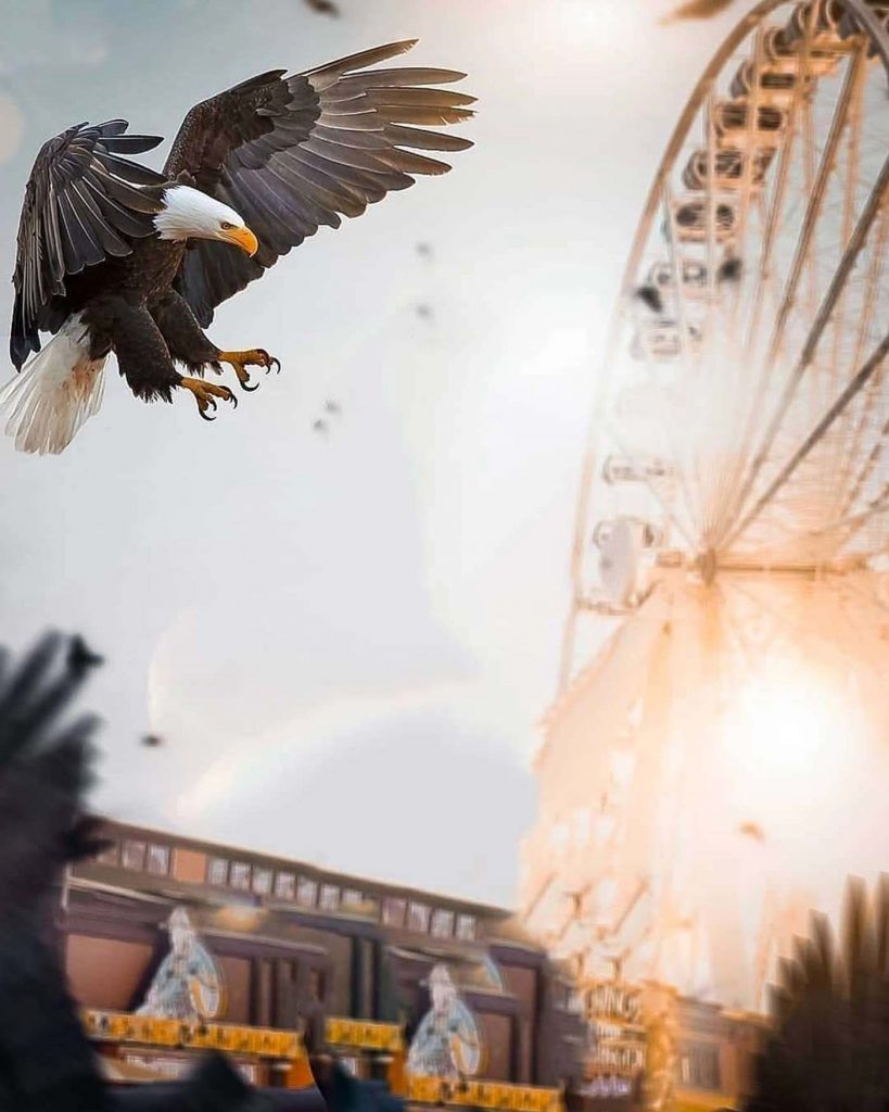 The Eagle Snapseed Background Free Stock Image