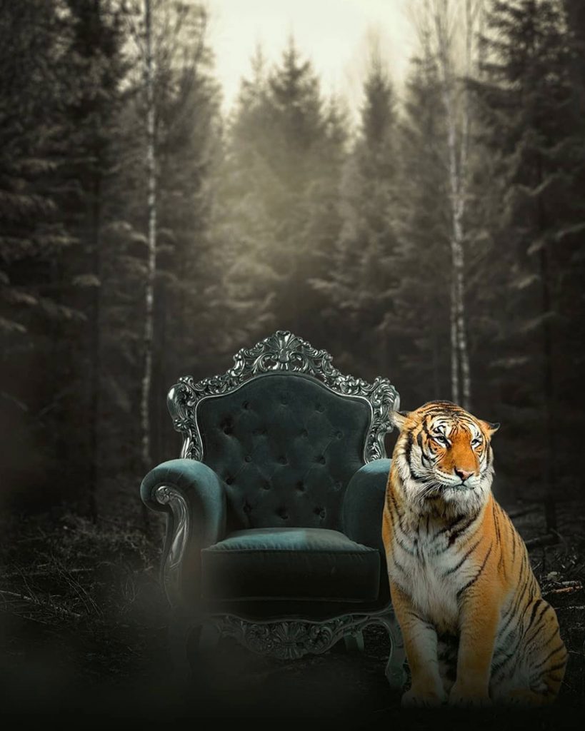 King Chair Tiger CB Background Free Stock Image