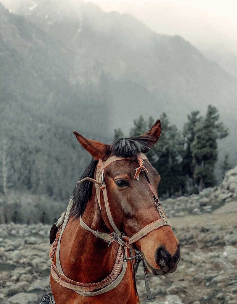 Brown Horse CB Background Free Stock Image