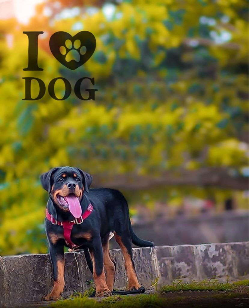 Cute Dog Blur CB Background Free Stock Image