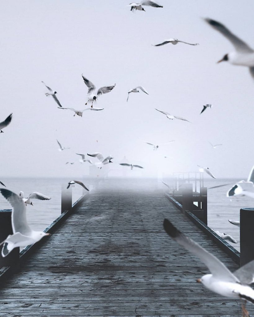 Birds Flying Blur PicsArt Background Free Stock Image