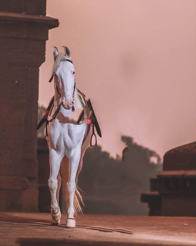 Horse Riding HD PicsArt Background Free Stock Image  