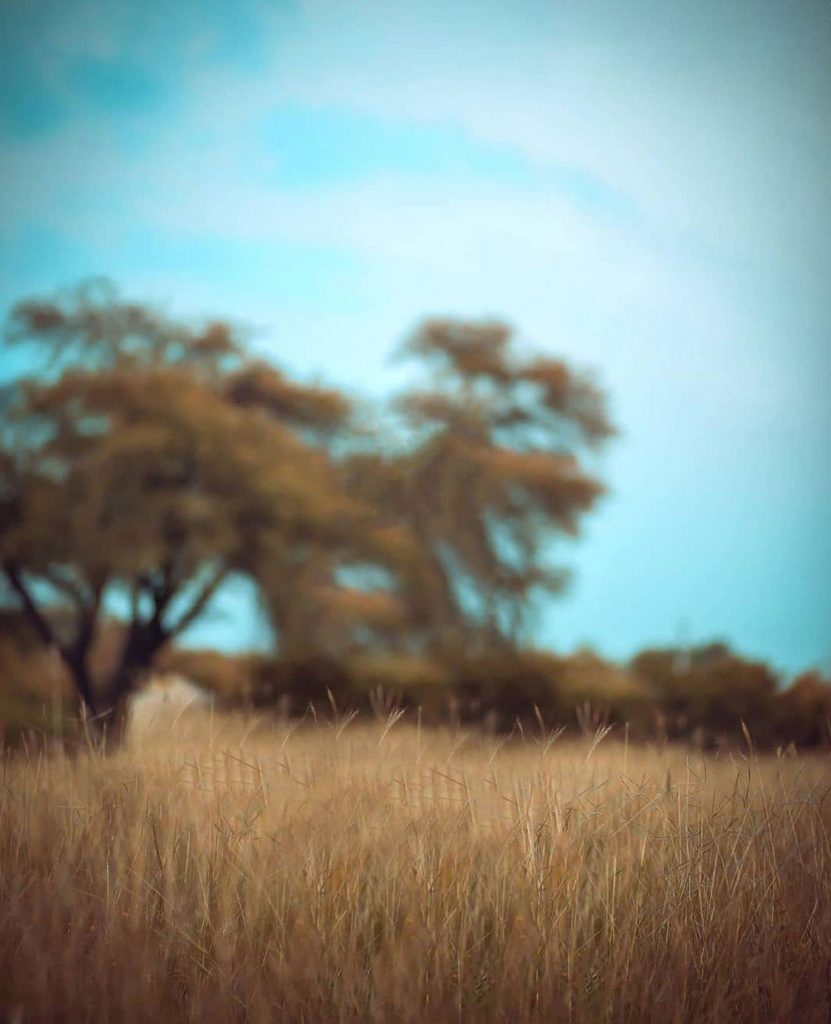 Brown Grass Blur CB Background Free Stock Image