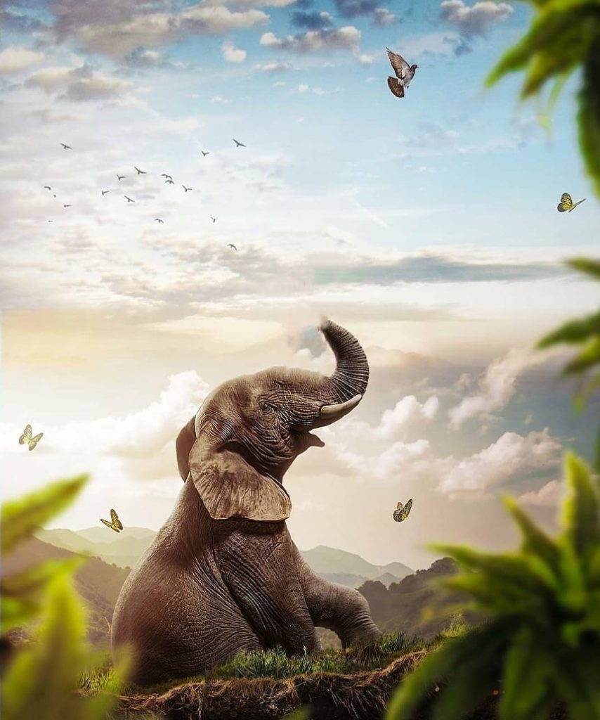Elephant CB Background free stock photo