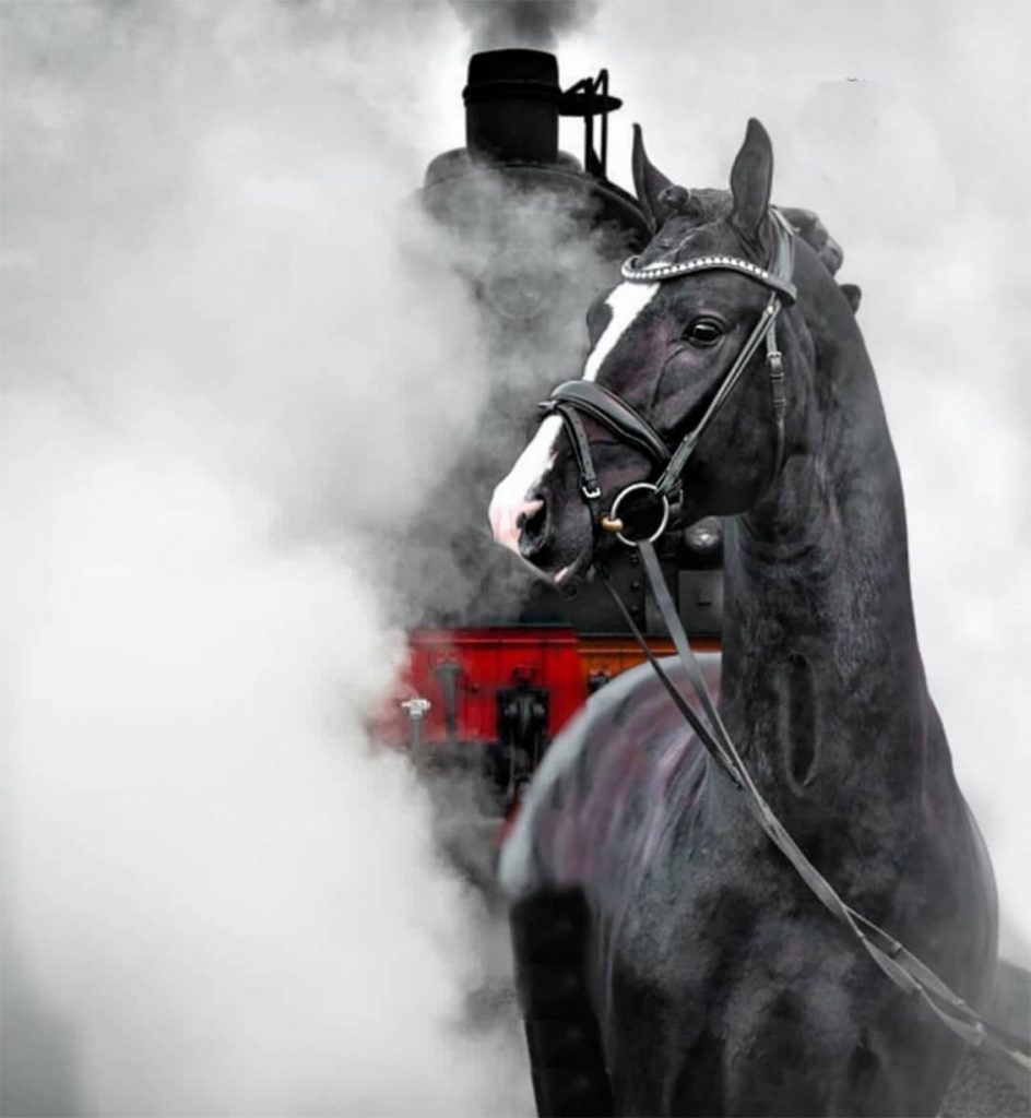 Black Horse CB Background Free Stock Image