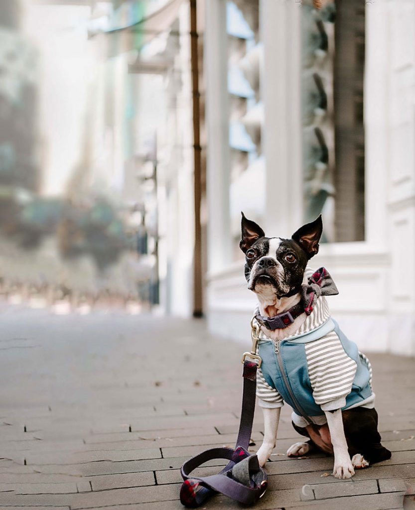 Dog Blur CB Background Free Stock Image