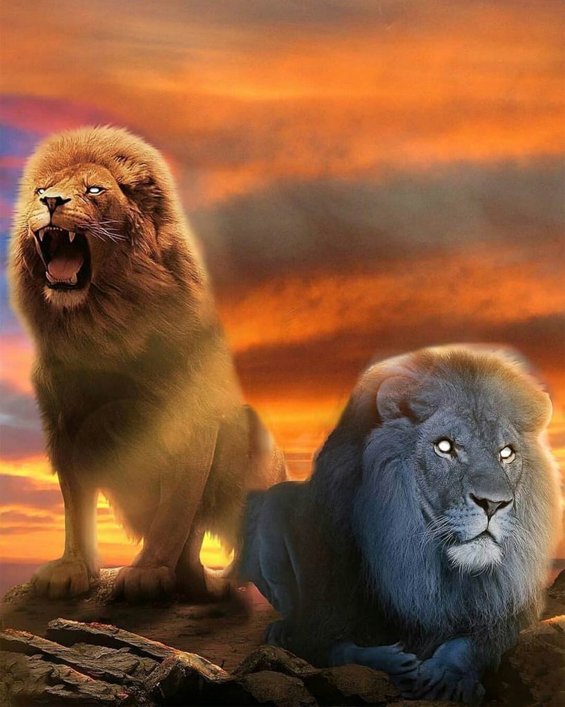 Lion CB Background Free Stock Image