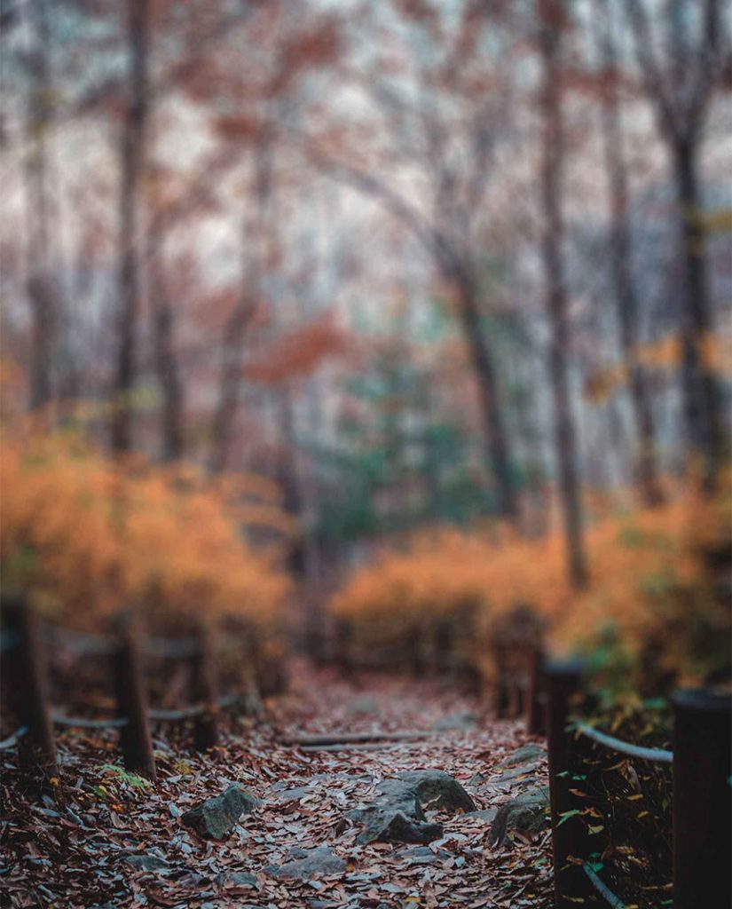 Forest Blur CB Background Free Stock Image 