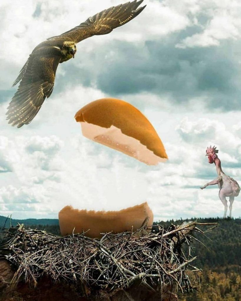 The Egg Editing PicsArt Background Free Stock Image