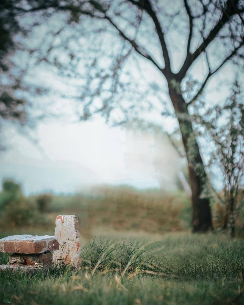 Tree Blur PicsArt Background Free Stock Image 