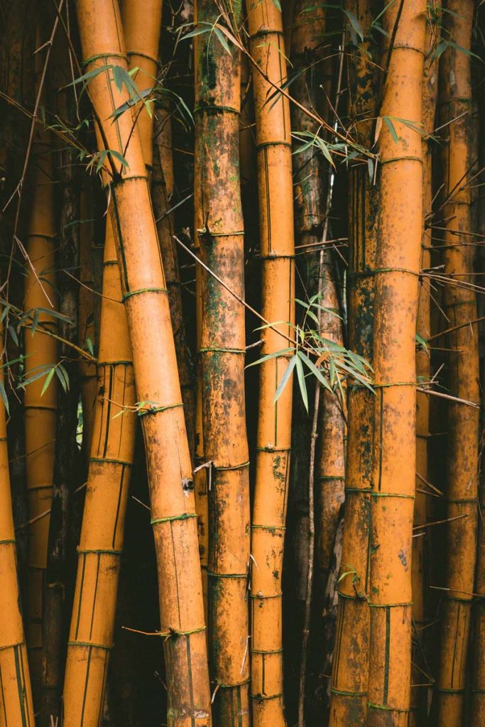 Bamboo Wallpaper PicsArt Background Free Stock Image