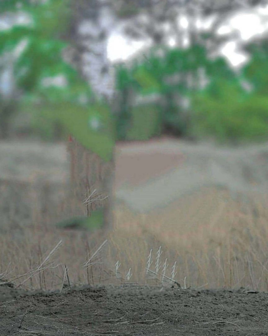Blur Dry Farm Snapseed Background Free Stock Image