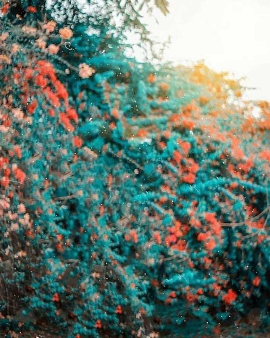 Blur Orange Flower Snapseed Background Free Stock Image