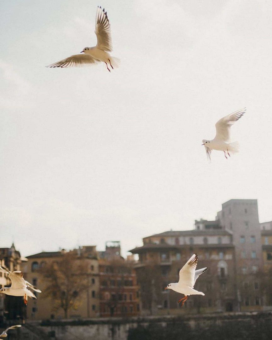 Blur Bird Flying Snapseed Background Full HD Image