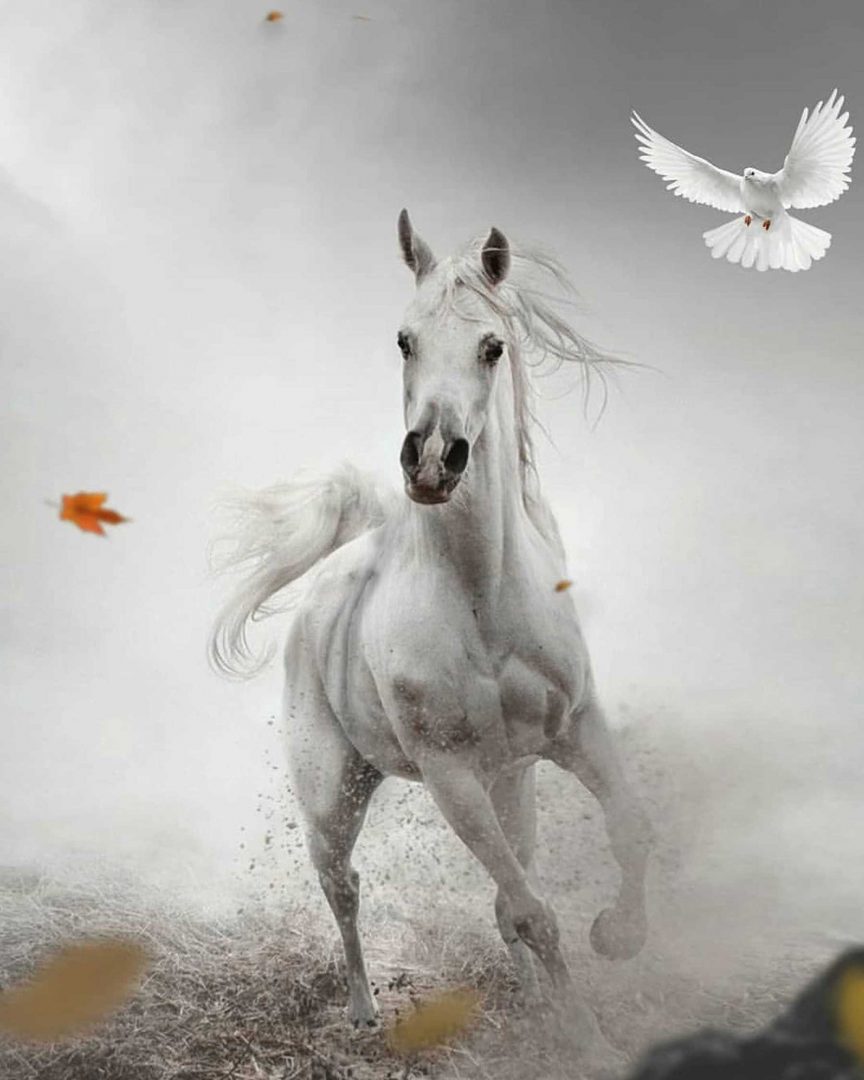 White Horse Pigeon Snapseed Background Full HD
