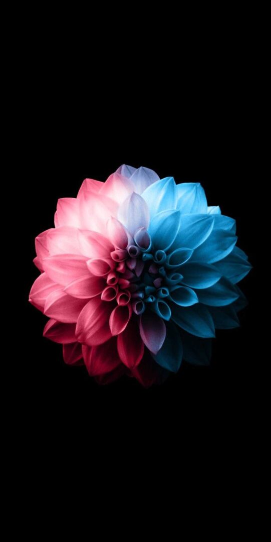 Colorful Flower Dark iPhone Wallpaper Full HD 4K