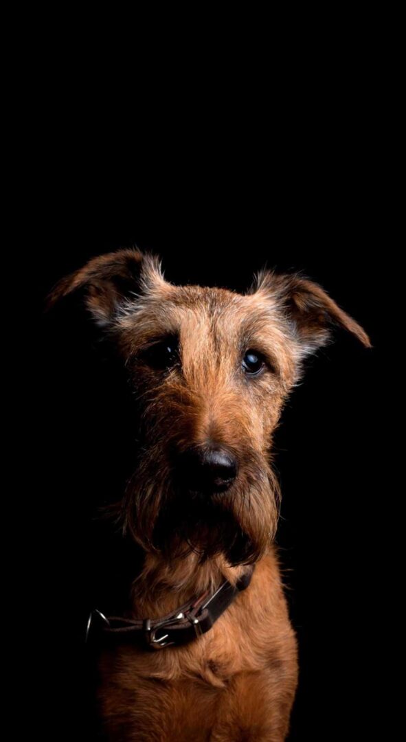 Cute Puppy Black iPhone Wallpaper Full HD 4k Image