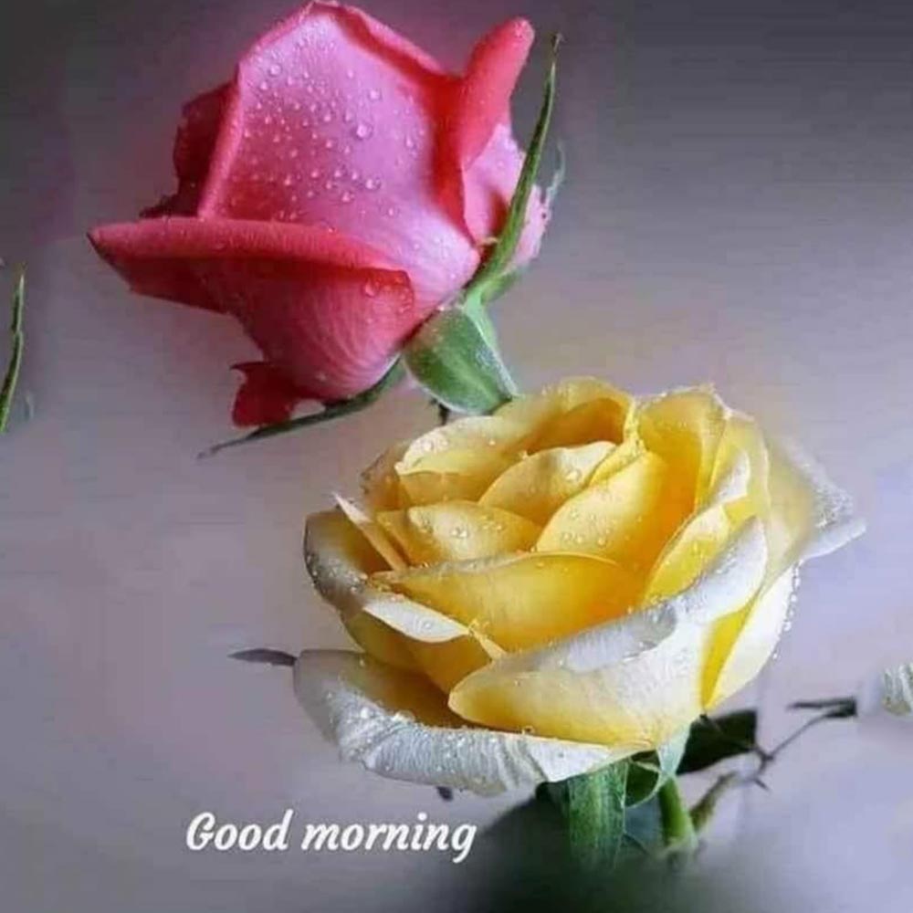 Pink Yellow Rose Good Morning Pic For Lover