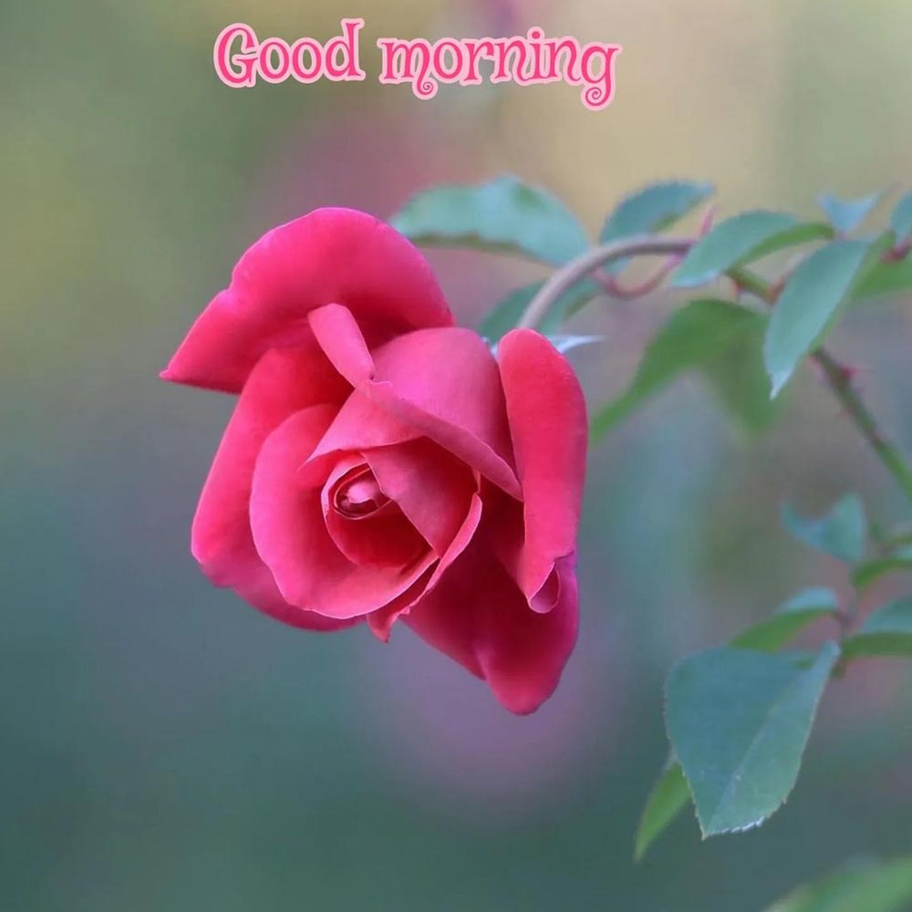Rose Flower Good Morning Image For Darling
