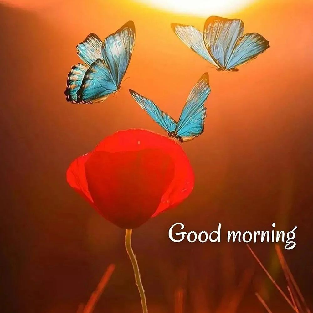 Butterfly Rose Flower Good Morning Pictures For Whatsapp
