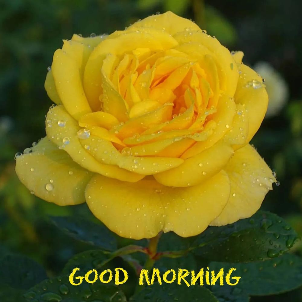 Yellow Rose Flower Good Morning Image For WhatsApp Greeting
