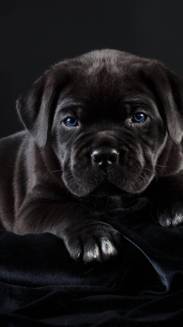 Black Puppy iPhone Wallpaper Full HD
