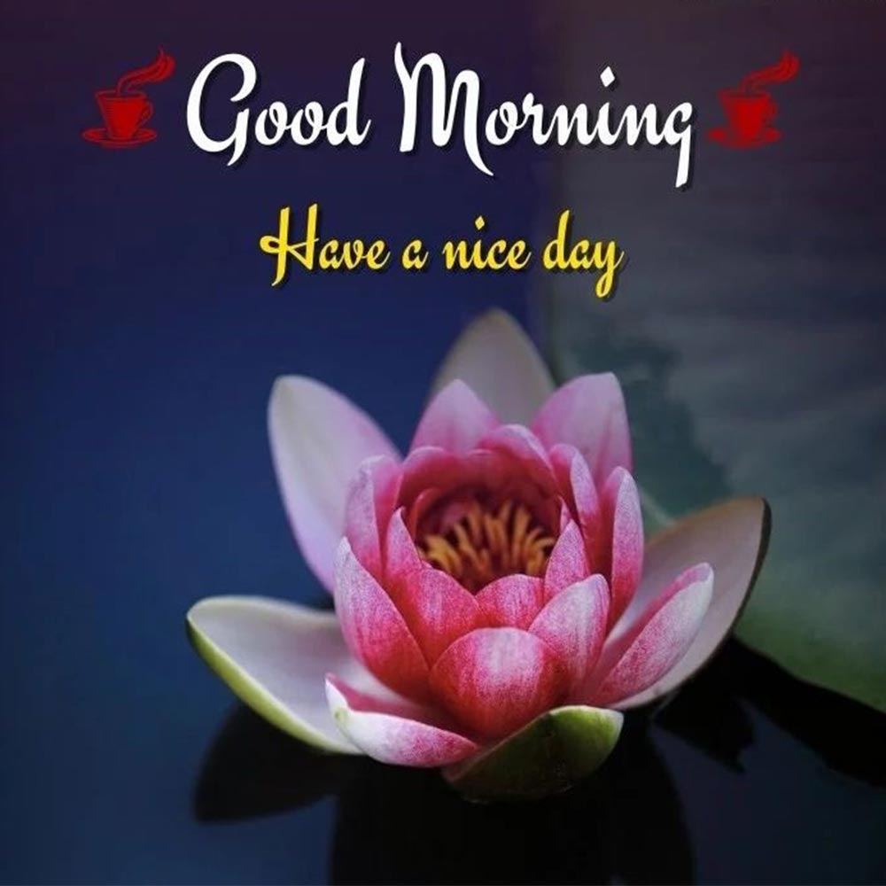 Pink Lotus Good Morning Image For Wife And Lover