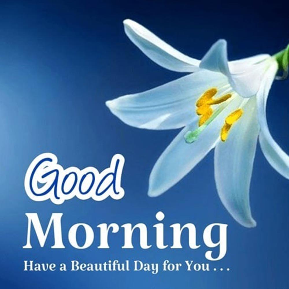 Beautiful White Lily Good Morning Image With Quotes