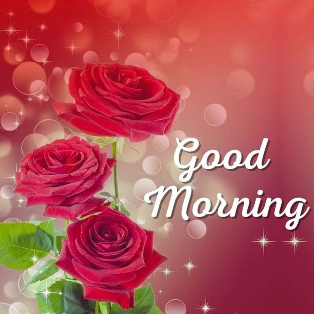 Red Rose Good Morning Image Free Whatsapp Wishing Pic