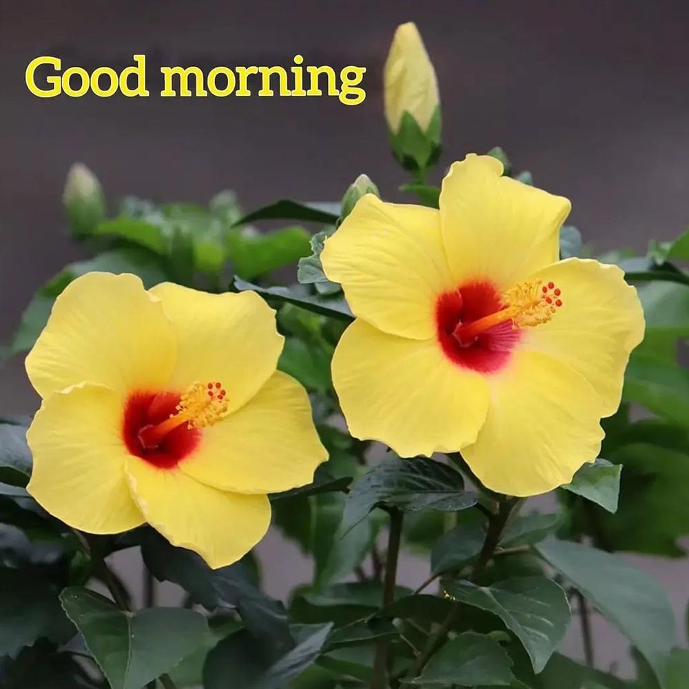 Beautiful Yellow Flower Good Morning Image For WhatsApp