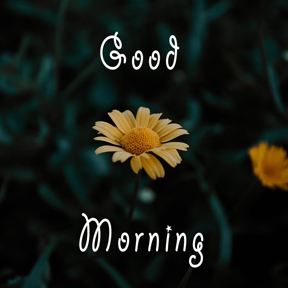 Good Morning Images Special Sunflower For Wife