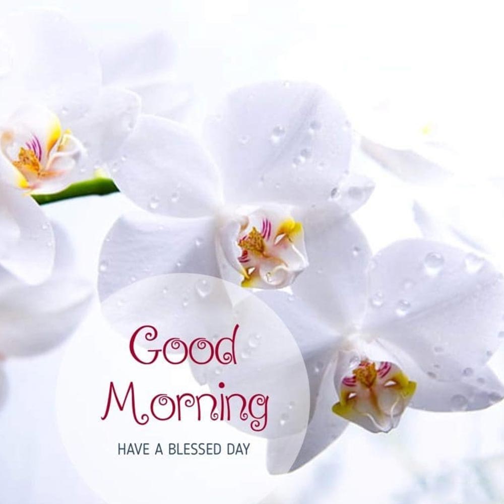 Good Morning Image Good Morning Image For WhatsApp